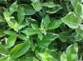 Vitex variegata