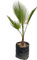 Palma washingtonia filifera