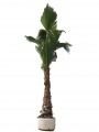 Palma washingtonia filifera