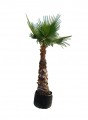 Palma washingtonia filifera