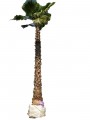 Palma washingtonia filifera