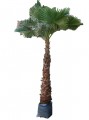 Palma washingtonia filifera
