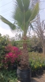 Palma washingtonia abanico