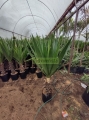 Yuca verde hoja ancha