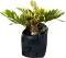 Zamia