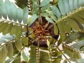 Zamia