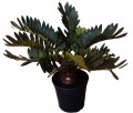 Zamia