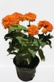 Zinnia