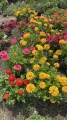 Zinnia