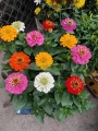 Zinnia