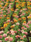 Zinnia