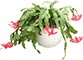 Cactus navideño